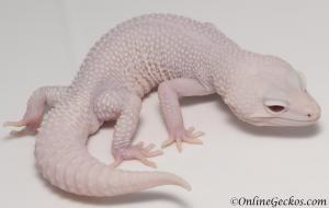 Sold - Super Snow Diablo Blanco Male Leopard Gecko For Sale M30F85060619M