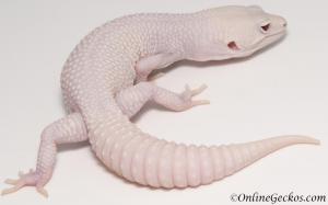 leopard geckos for sale super snow diablo blanco male
