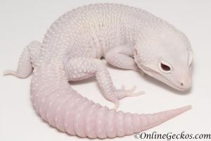 Sold - Super Snow Diablo Blanco Male Leopard Gecko For Sale M30F85072719M2