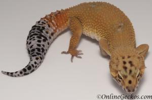 Sold - *FREE GECKO* Tangerine Female Leopard Gecko For Sale M25F87081219F