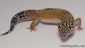 Sold - Tangerine Female Leopard Gecko For Sale M25F90071819F