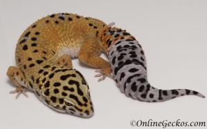 leopard gecko for sale tangerine female