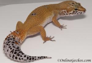 leopard gecko for sale tangerine female