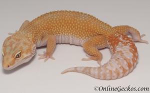 Sold - Tangerine Tremper Albino Female Leopard Gecko For Sale M25F60072019F