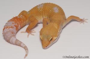 Sold - Tangerine Tremper Albino Female Leopard Gecko For Sale M25F90071719F