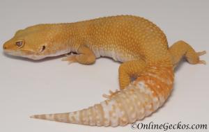Sold - Giant Tremper Sunglow Female Leopard Gecko For Sale M1F86071419F2