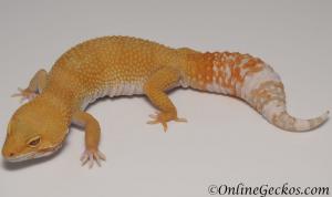Sold - Tremper Sunglow Female Leopard Gecko For Sale M1F86080319F