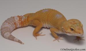 Sold - Giant Tremper Sunglow Female Leopard Gecko For Sale M25F78061419F