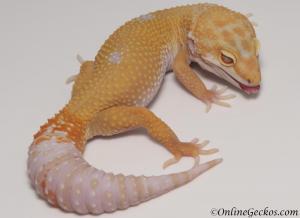 Sold - Tremper Sunglow Female Leopard Gecko For Sale M25F78071419M