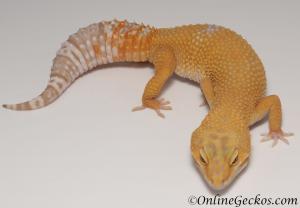 Sold - Tremper Sunglow Female Leopard Gecko For Sale M25F87070219F