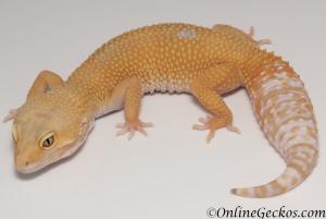 Sold - Tremper Sunglow Female Leopard Gecko For Sale M25F88070119F2