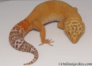 Sold - Tremper Sunglow Male Leopard Gecko For Sale M25F90071819M