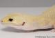Sold - Proven Breeder Cyclone Female Leopard Gecko For Sale CYCLONE071416F 1