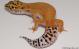 Sold - Tangerine het Tremper Female Leopard Gecko For Sale M1F90071418F2
