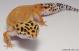 Sold - Tangerine het Tremper Female Leopard Gecko For Sale M1F90071418F2 3