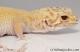 Sold - *FREE GECKO* Proven Breeder Radar Female Leopard Gecko For Sale RADAR072414F 1
