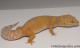 Sold - Giant Blood Albino Female Leopard Gecko For Sale M25F88071119F2 1