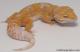 Sold - Blood Albino Male Leopard Gecko For Sale M25F88070919M 1