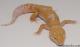 Sold - Blood Albino Male Leopard Gecko For Sale M25F88070919M 2