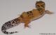 Sold - Blood Tangerine Female Leopard Gecko For Sale M25F88071119F 1