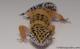 Sold - Blood Tangerine Female Leopard Gecko For Sale M25F88071119F 2
