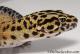 Sold - Bold Tangerine Male Leopard Gecko For Sale M25F87082719M 1