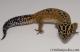 Sold - Bold Tangerine Male Leopard Gecko For Sale M25F87082719M 2