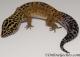 Sold - Bold Tangerine Male Leopard Gecko For Sale M25F87082719M