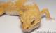 Sold - Giant High Contrast Tangerine Tremper Albino Male Leopard Gecko For Sale M25F90082119M 1