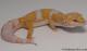 Sold - Giant High Contrast Tangerine Tremper Albino Male Leopard Gecko For Sale M25F78051519M 1
