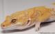 Sold - Giant High Contrast Tangerine Tremper Albino Male Leopard Gecko For Sale M25F78051519M 2