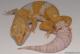 Sold - Giant High Contrast Tangerine Tremper Albino Male Leopard Gecko For Sale M25F78051519M