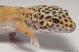 Sold - Giant Tangerine het Tremper Female Leopard Gecko For Sale M25F81061618F2 1