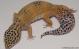 Sold - Giant Tangerine het Tremper Female Leopard Gecko For Sale M25F81061618F2