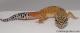 Sold - Giant Tangerine het Tremper Male Leopard Gecko For Sale M25F87053119M 1