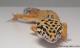 Sold - Giant Tangerine het Tremper Male Leopard Gecko For Sale M25F87053119M 2