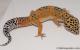 Sold - Giant Tangerine het Tremper Male Leopard Gecko For Sale M25F87053119M