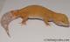 Sold - Giant Tremper Sunglow Female Leopard Gecko For Sale M25F87071419F 1