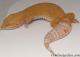 Sold - Giant Tremper Sunglow Female Leopard Gecko For Sale M25F87071419F