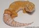 Sold - Giant High Contrast Tangerine Tremper Albino Male Leopard Gecko For Sale M25F78070219M