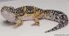 Sold - High Yellow het Typhoon Female Leopard Gecko For Sale M27F64091818F 2