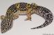 Sold - High Yellow het Typhoon Female Leopard Gecko For Sale M27F64091818F