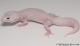 Sold - Mack Snow Diablo Blanco Female Leopard Gecko For Sale M30F85071419F