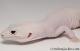 Sold - Mack Snow Diablo Blanco Male Leopard Gecko For Sale M30F85072719F 1