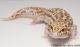 Sold - Proven Breeder Mack Snow Radar Female Leopard Gecko For Sale MSRADAR082416F 1