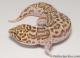 Sold - Proven Breeder Mack Snow Radar Female Leopard Gecko For Sale MSRADAR082416F 2
