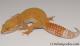 Sold - Tremper Sunglow Female Leopard Gecko For Sale M1F86071419F 2