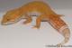 Sold - Tremper Sunglow Female Leopard Gecko For Sale M1F86071419F
