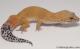 Sold - Super Hypo Tangerine Carrot-tail Baldy Male Leopard Gecko For Sale M25F87053019M 2