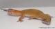 Sold - Super Hypo Tangerine Carrot-tail Baldy Male Leopard Gecko For Sale M25F90071819M2 1